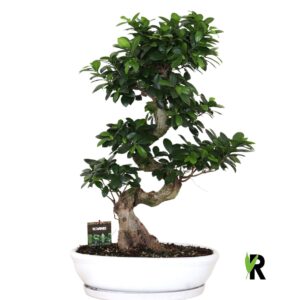 Ficus Ginseng Ficus micr. S-type in Ceramics ovaal schaal met schotel white
(1 Plants/Order)(45cmP 85cmH)