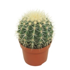 Echinocactus grusonii Echinocactus grusonii 12 cm
(8 Plants/Order)(12cmP 15cmH)