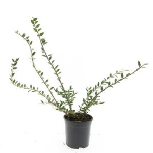 Lonicera Moss Green Lonicera pileata 'Moss Green'
(8 Plants/Order)(14cmP 10cmH)