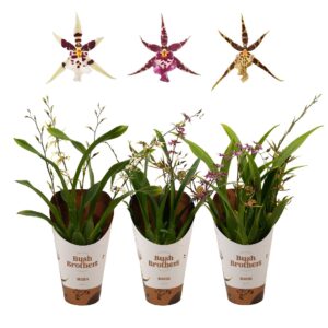 Brassia Summer Dream Titanium 3 spike lang 12 cm
(10 Plants/Order)(12cmP 50cmH)