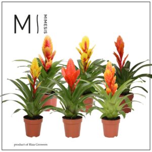 Vriesea other Vriesea Modern - 12cm | Mimesis
(6 Plants/Order)(12cmP 45cmH)
