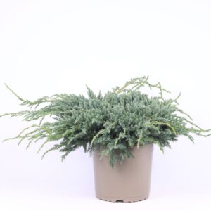 Juniperus squamata Blue Carpet Juniperus squamata 'Blue Carpet'
(1 Plants/Order)(23cmP 45cmH)
