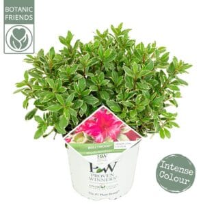 Rhododendron Bollywood'
(1 Plants/Order)(19cmP 45cmH)