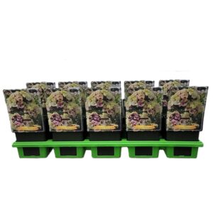 Phlox Paniculata Phlox Paniculata 'Sherbet Blend' P11
(10 Plants/Order)(11cmP 25cmH)