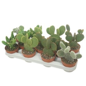 Opuntia Opuntia mix 10,5 cm
(11 Plants/Order)(10.5cmP 15cmH)