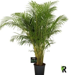 Chrysalidocarpus Dypsis lutescens
(1 Plants/Order)(27cmP 150cmH)