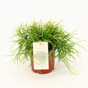 Rhipsalis baccifera 'Oasis' Rhipsalis cassutha Oasis P10,5
(6 Plants/Order)(10.5cmP 15cmH)