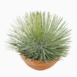 Agave other Macroacantha Agave geminiflora 45 cm
(1 Plants/Order)(45cmP 60cmH)