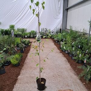 Betula utilis var. jacquemontii Betula utilis jacquemontii
(1 Plants/Order)(26cmP 200cmH)