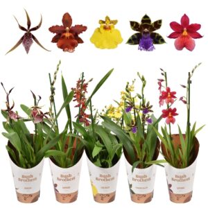 Orchideeen Orchideeën mix 2 spike small
(6 Plants/Order)(12cmP 40cmH)