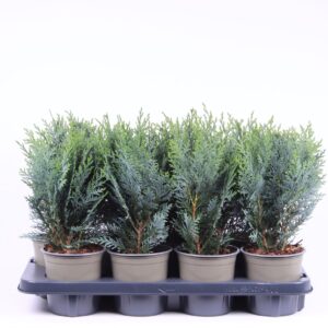 Chamaecyparis Pelts Blue Chamaecyparis lawsoniana 'Pelt's Blue'
(8 Plants/Order)(13cmP 40cmH)