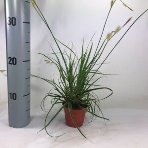 Carex morrowii Carex 'Fisher's Form' p8
(21 Plants/Order)(8cmP 15cmH)