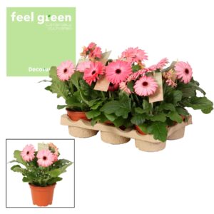 Gerbera Flori Line pink Gerbera pink tinten 2+ bl. Feel Green, nature Decorum
(6 Plants/Order)(12cmP 20cmH)
