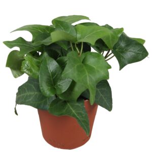 Hedera Mein Herz Hedera helix Mein Herz
(12 Plants/Order)(9cmP 5cmH)
