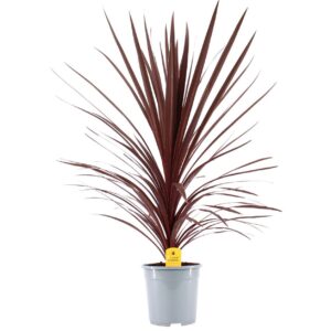 Cordyline Red Star Cordyline Australis Red Star - 24cm 
(1 Plants/Order)(24cmP 100cmH)