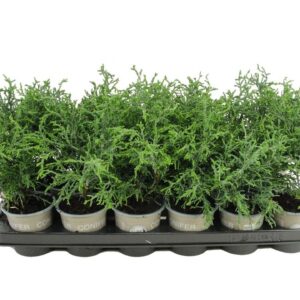 Chamaecyparis obtusa Chamaecyparis obtusa 'Lycopodioides'
(12 Plants/Order)(9cmP 20cmH)