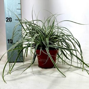 Carex oshimensis Everest Carex Everest p10,5
(9 Plants/Order)(10.5cmP 20cmH)