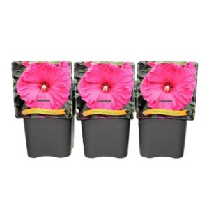 Hibiscus Hibiscus 'Jazzberry Jam' C5
(1 Plants/Order)(21cmP 35cmH)