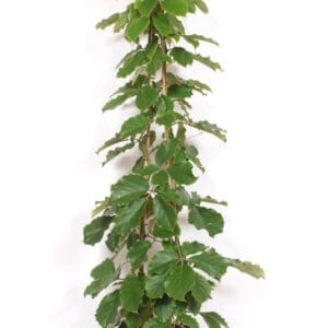 Tetrastigma voinieri Tetrastigma voinierianum
(1 Plants/Order)(40cmP 210cmH)