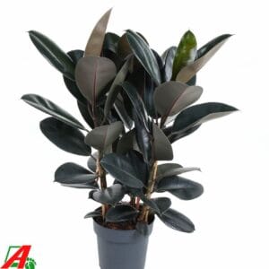 Ficus Elastica Abidjan Ficus Elastica Abidjan 3PP P27
(1 Plants/Order)(27cmP 100cmH)