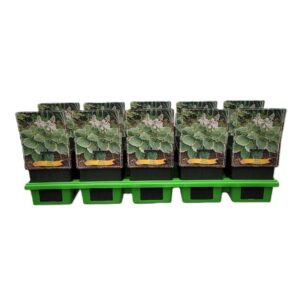 Hosta other Hosta 'Pizzazz' P11
(10 Plants/Order)(11cmP 25cmH)