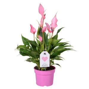 Anthurium Lilli Anthurium Lilli
(12 Plants/Order)(9cmP 30cmH)