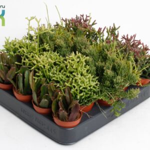 Rhipsalis Rhipsalis mix
(20 Plants/Order)(5.5cmP 10cmH)