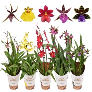 Orchideeen Orchideeën mix 2 spike
(6 Plants/Order)(12cmP 55cmH)