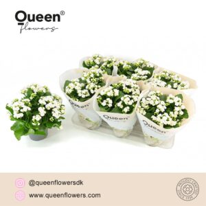 Kalanchoe pink Flowers Greta Kalanchoe Nova white P14 Queen
(6 Plants/Order)(14cmP 26cmH)