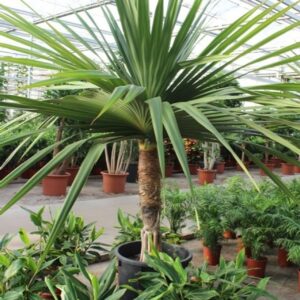 Pandanus Pandanus utilis
(1 Plants/Order)(70cmP 350cmH)