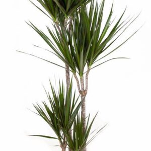 Dracaena marginata Dracaena Marginata 90-60-30-15
(1 Plants/Order)(27cmP 150cmH)