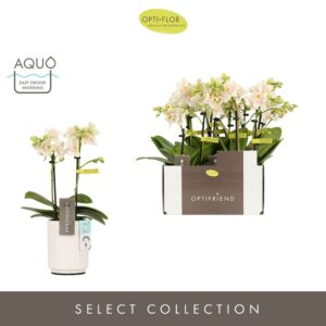 Phalaenopsis Multiflora Optifriend Sara 2 spike in Molise White Aquo
(6 Plants/Order)(7cmP 25cmH)