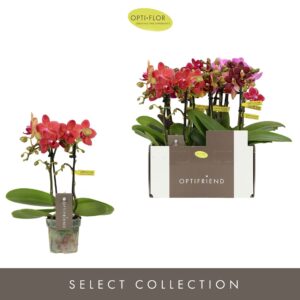 Phalaenopsis Multiflora Optifriend Dream mix 2 spike
(8 Plants/Order)(7cmP 25cmH)