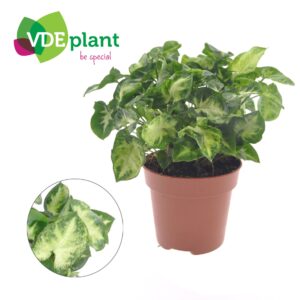 Syngonium Pixie Syngonium Pixie
(6 Plants/Order)(12cmP 20cmH)