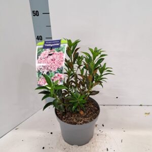 Kalmia latifolia Kalmia lat. 'Tiddlywinks'
(1 Plants/Order)(19cmP 30cmH)
