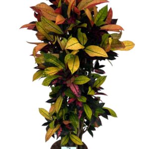 Codiaeum Mrs Iceton Codiaeum Variegatum Mrs. Iceton (Peat free / Veenvrij)
(1 Plants/Order)(27cmP 130cmH)