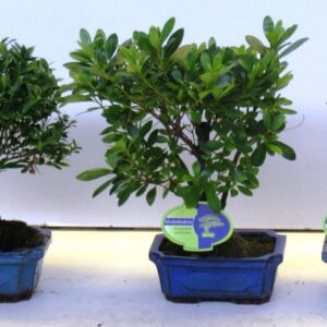 Bonsai Bonsai mix outdoor, 15 cm., broom, without drip tray - Partly without leaves dur
(8 Plants/Order)(15cmP 30cmH)