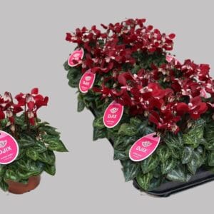 Cyclamen Super Serie Djix wijnrood
(6 Plants/Order)(10.5cmP 23cmH)
