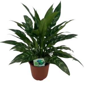 Aglaonema Maria Aglaonema Maria P24
(1 Plants/Order)(24cmP 60cmH)