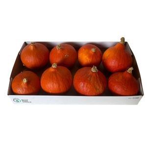 Cucurbita Red kuri Plant *8
(8 Plants/Order)(12cmP cmH)