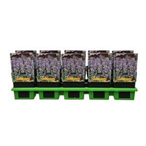 Ajuga Ajuga reptans 'Chocolat Chip' P11
(10 Plants/Order)(11cmP 25cmH)