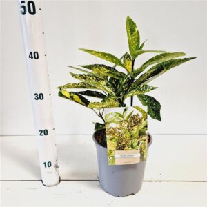 Aucuba Crotonifolia Aucuba japonica 'Crotonifolia'
(1 Plants/Order)(17cmP 30cmH)