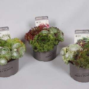 Sempervivum mix Sempervivum trio 14cm
(6 Plants/Order)(14cmP 5cmH)