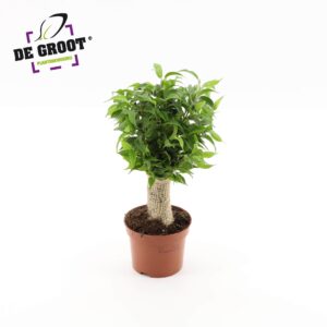 Ficus Natasja Ficus benjamina jute stam
(10 Plants/Order)(12cmP 35cmH)