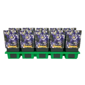 Aquilegia caerulea Aquilegia caerulea 'Spring magic® Navy & White' P11
(10 Plants/Order)(11cmP 25cmH)