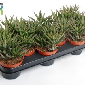 Succulenten mix Kalanchoë Spider Green
(9 Plants/Order)(10.5cmP 15cmH)