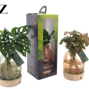 Indoor plants Intenz mix in Florence Glas + LED + Packing disposable - levertijd: 24 u
(6 Plants/Order)(12cmP 30cmH)