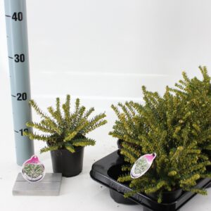 Erica Darley Erica darl. 'White Perfection'
(12 Plants/Order)(10.5cmP 10cmH)