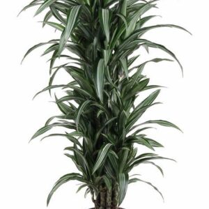 Dracaena Ulises Dracaena Ulises busch P31
(1 Plants/Order)(31cmP 140cmH)