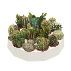 Cactus Cactus mix 5,5 cm in ronde tray
(19 Plants/Order)(5.5cmP 8cmH)